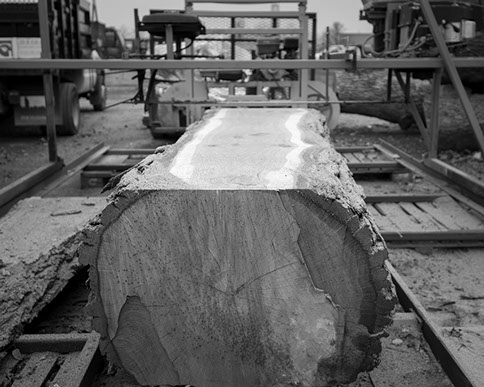 The first cut into a large maple tree.